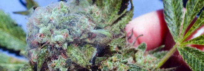 Паутина на конопле Паутинный клещ на марихуане