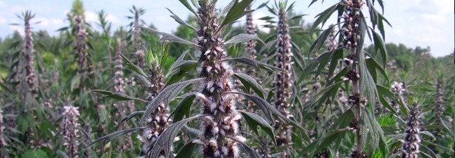 Пятилопастный пустырник Растение пустырник пятилопастный