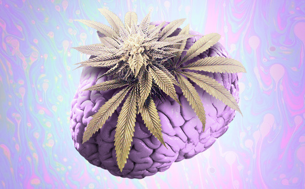 Влияние каннабиса на мозг Каннабис и мозг