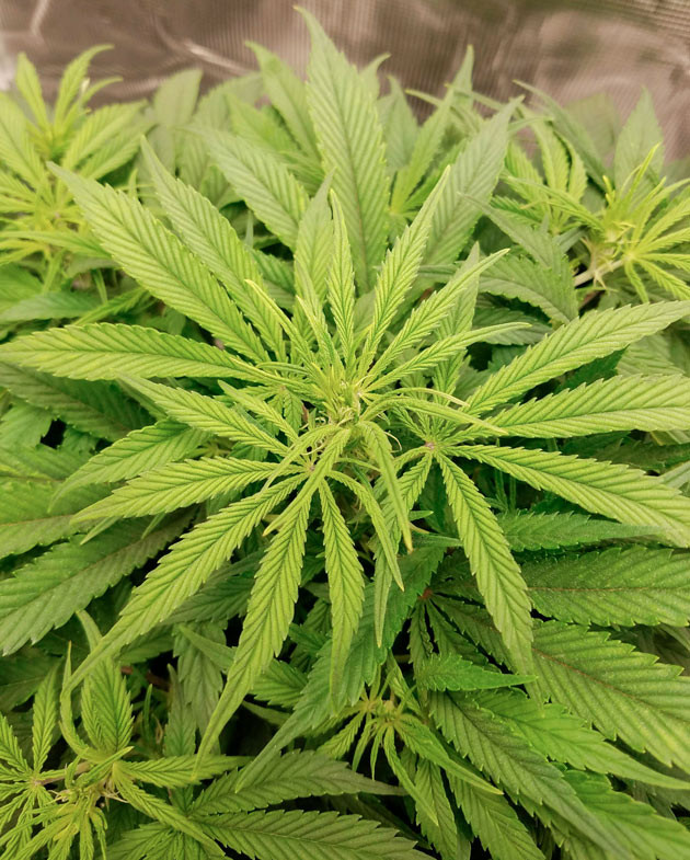 Начало цветения и раствор для стимуляции Куст Bruce Banner Auto от FastBuds на 7 неделе