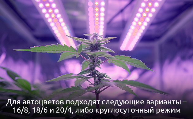 Световой режим для автоцветущей конопли