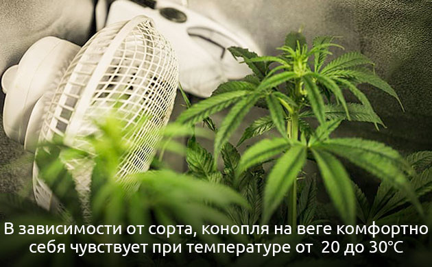 Комфортная температура на веге зависит от сорта каннабиса Температура при вегетации каннабиса