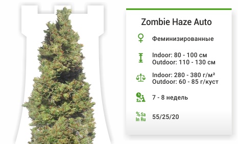 Zombie Haze Auto Zombie Haze Auto