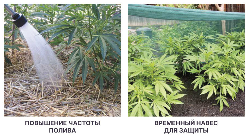Защита конопли от жары Частота полива и навес