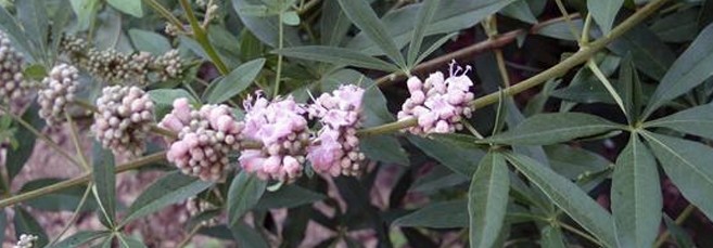 Ниргунди Ниргунди (прутняк китайский)