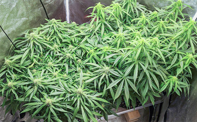 8 неделя выращивания 2 куста конопли Auto Orange Bud