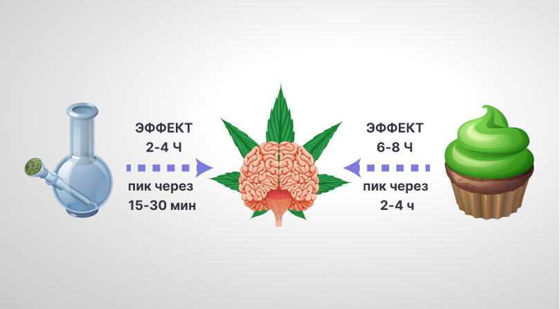 Сколько времени ТГК выводится из организма Длительность эффекта от конопли при попадании через легкие и желудок