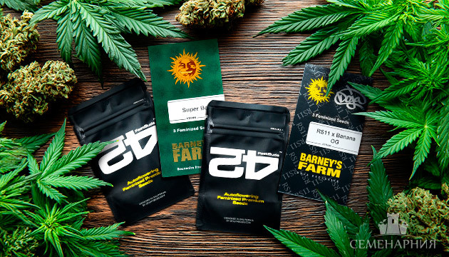 Новинки от Barney’s Farm и FastBuds Новые сорта от сидбанков Barney's Farm и FastBuds