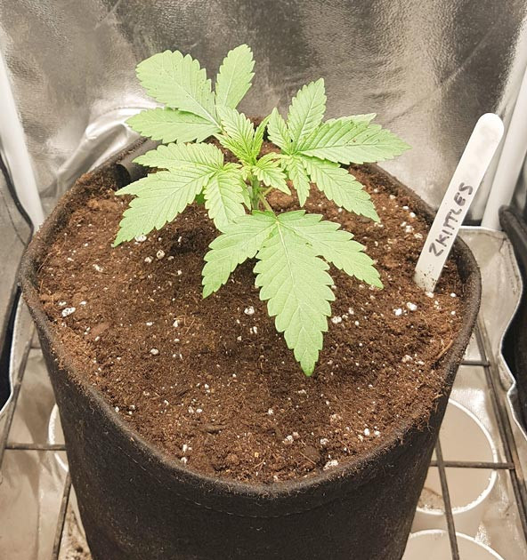 Рост куста 13 сантиметров к концу 2 недели Сорт Sweet Zkittlez