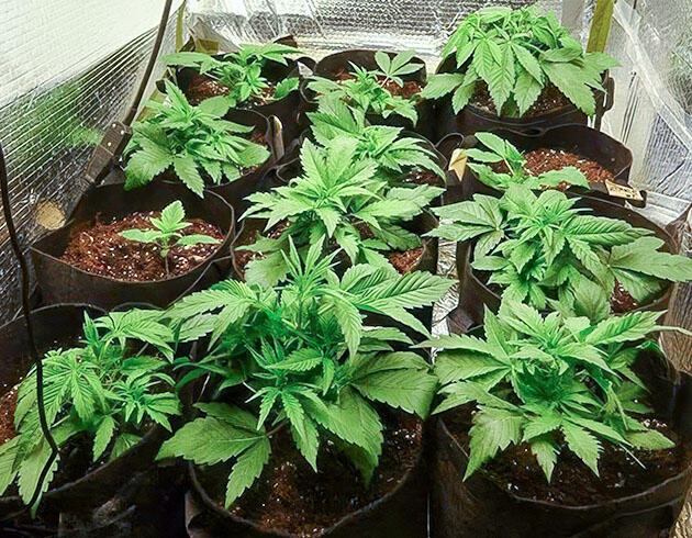 Кусты Wedding Cake Auto в активной фазе вегетации