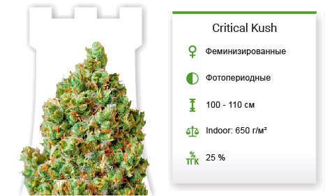 Critical Kush fem от Barney's Farm