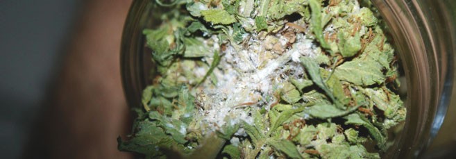 Белая гниль