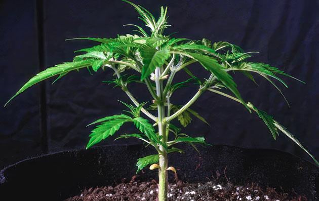 Корректировка состава удобрений Куст Lemon AK Auto от FastBuds на стадии вегетации