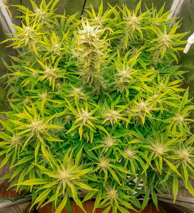 Соцветия налитые смолой Куст Bruce Banner Auto на 11 неделе выращивания