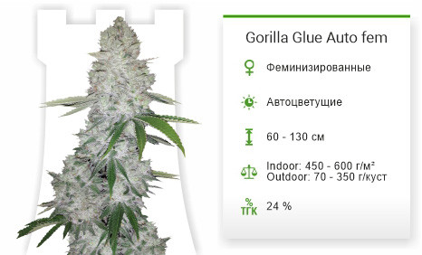 Сорт марихуаны Gorilla Glue Auto Gorilla Glue Auto от FastBuds