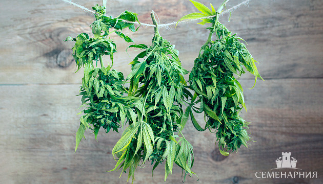 Харвест конопли