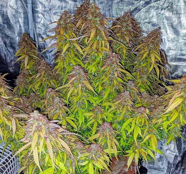 Куст Gorilla Glue Auto от FastBuds на последней неделе