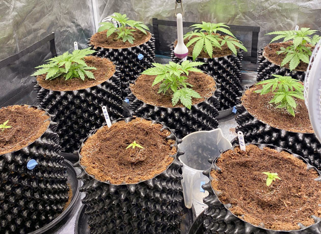 Росток Gorilla Glue #4 от сидбанка Original Sensible Seeds