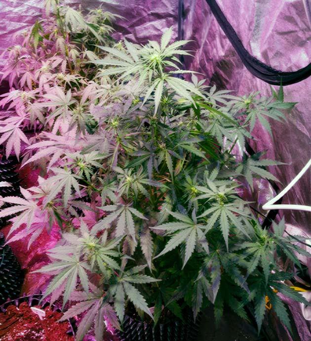 Начало цветения Кусты Auto White Widow на 5 неделе выращивания