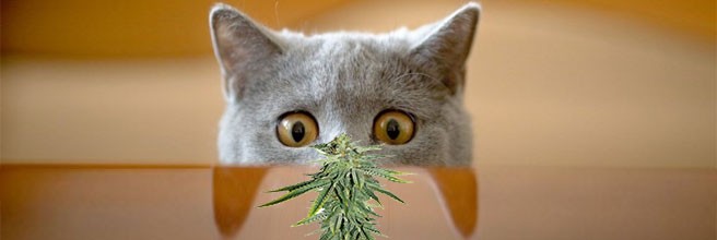 Чрезмерное внимание к растишке Чрезмерное внимание к семенам