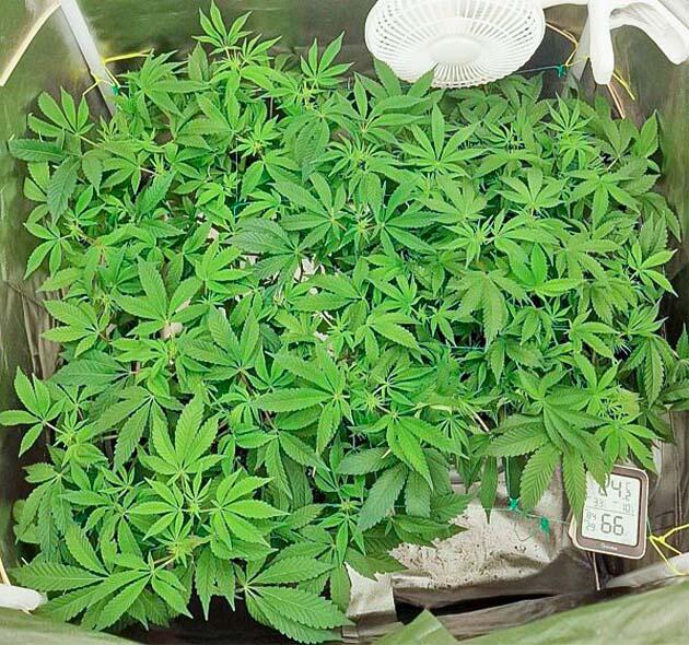 Кусты Poddy Mouth на 9 неделе