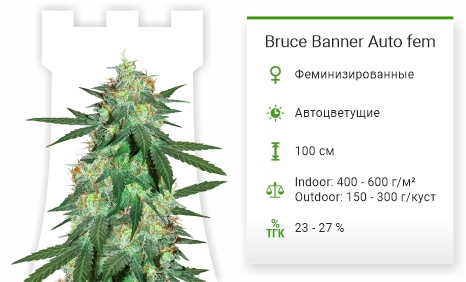 Сорт марихуаны Bruce Banner Auto Bruce Banner Auto от Cali Buds Seeds