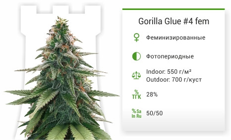 Gorilla Glue #4 от Original Sensible Seeds