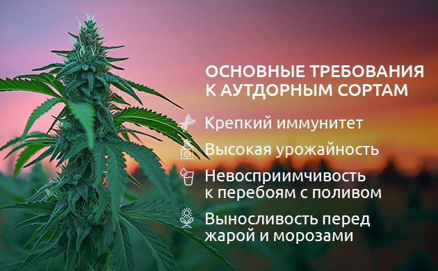 Основные требования к сортам для открытого грунта Требования к аутдорным сортам конопли