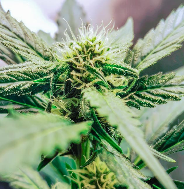 Развитие соцветий и изменения в составе удобрений Куст Zkittlez Auto на 6 неделе выращивания