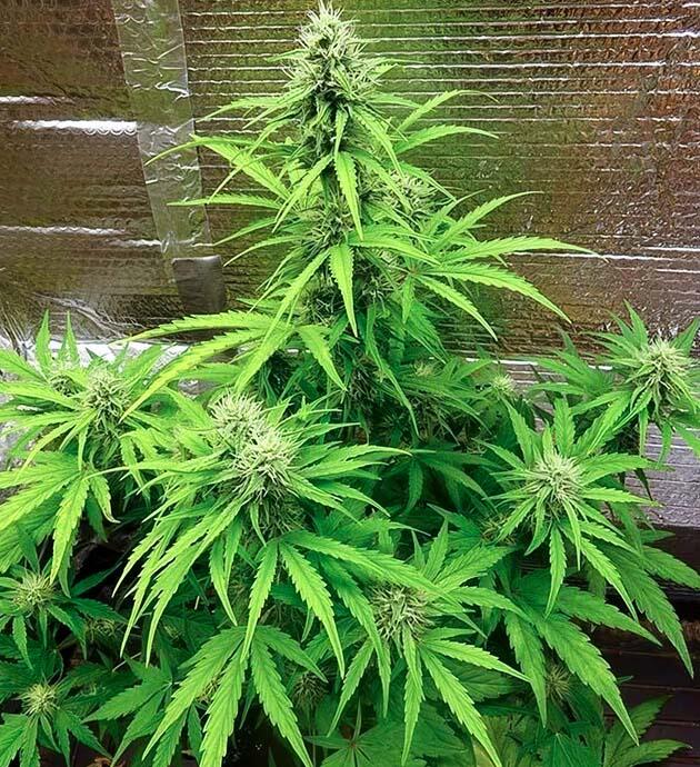 Кусты Wedding Cake Auto от Barney's Farm на 8 неделе
