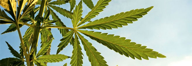 Автоцветы для аута со скидкой Автоцветущие сорта конопли для аута со скидкой