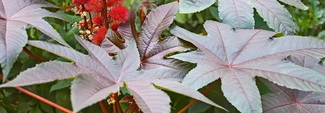 Клещевина Клещевина, похожая на коноплю