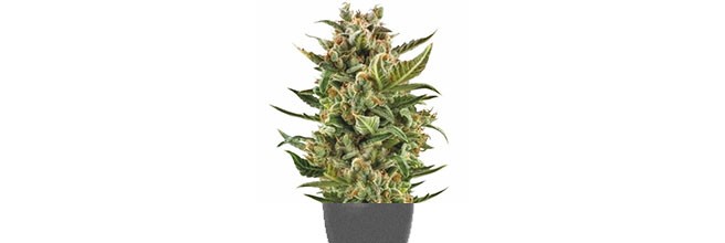 Неподходящий горшок Маленький объем горшка