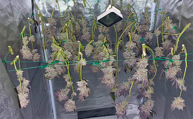 Сбор урожая сорта Poddy Mouth