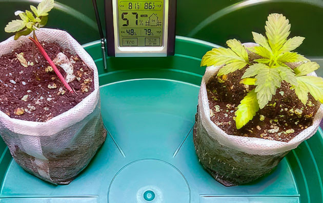 Растишки Vanilla Frosting на 3 неделе выращивания