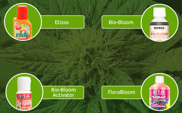 Удобрения на стадии цветения Удобрения, оптимальные на стадии цветения