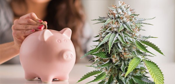 Преимущества регулярных сортов каннабиса Плюсы регулярных сортов каннабиса