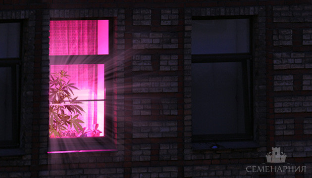 Конопля в индоре