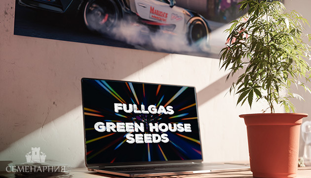 Гроурепорт сорта конопли Fullgas от Green House Seeds Выращивание сорта марихуаны Fullgas от Green House Seeds