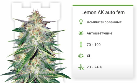 Маркус Гарви Lemon AK auto fem (FastBuds)
