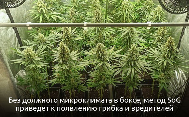 Недостатки метода SOG Минусы техники SOG