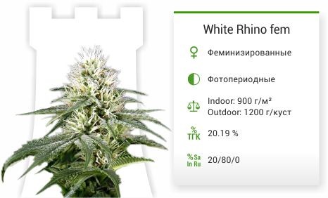 White Rhino fem