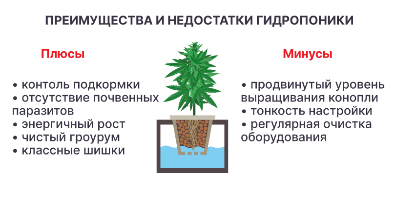Преимущества и недостатки выращивания конопли Плюсы и минусы гидропоники