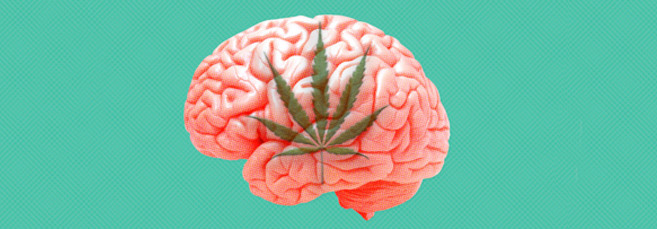 Как выполнить суперкроппинг марихуаны