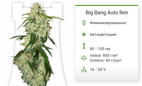 Big Bang Auto fem