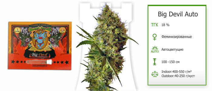 big devil auto автоцветущий сорт конопли