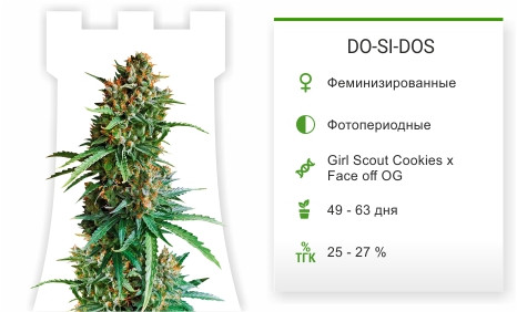 Сорт марихуаны DO-SI-DOS DO-SI-DOS от Cali Buds Seeds