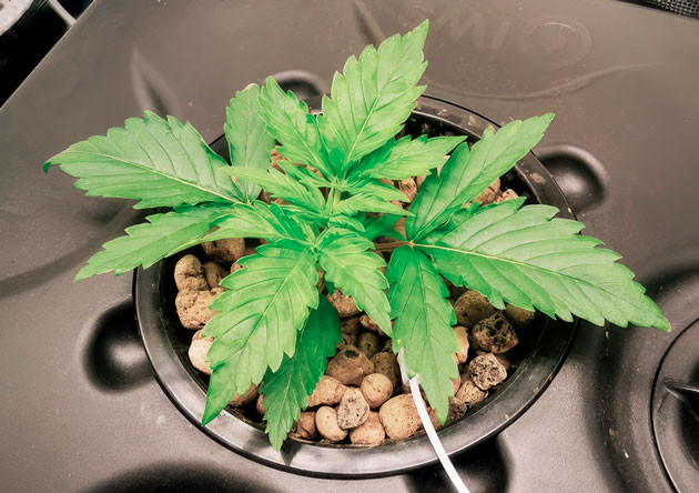 Стабилизация температуры и изменения в режиме питания Растишка Zkittlez Auto от FastBuds на 2 неделе