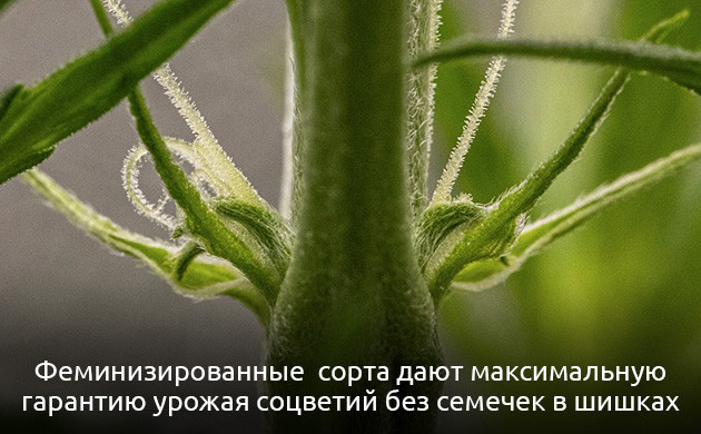 Преимущества феминизированных семян каннабиса Женские растения конопли вырастают из феминизированных семян