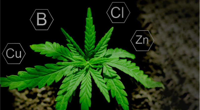 Удобрения для автоцветов Микро и макро элементы необходимые конопле